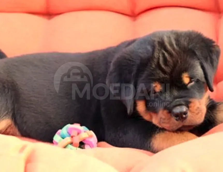 Ротвейлер Тбилиси - изображение 2