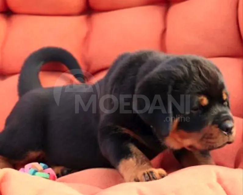 Ротвейлер Тбилиси - изображение 3