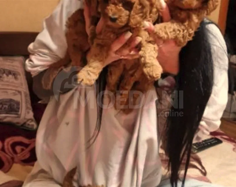 Თოი პუდელი თბილისი - photo 2