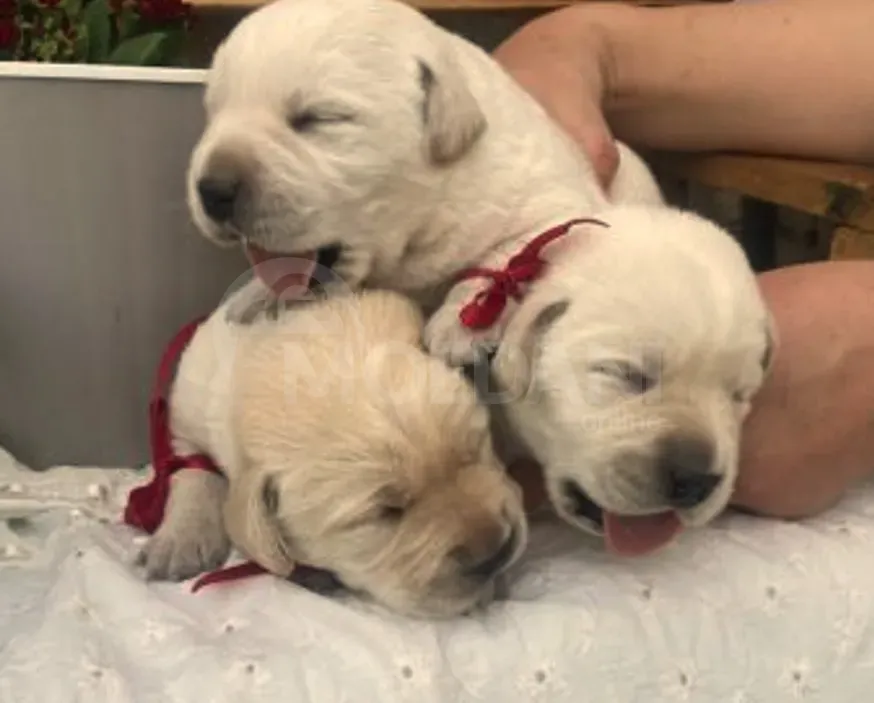 Лабрадор Тбилиси - изображение 6