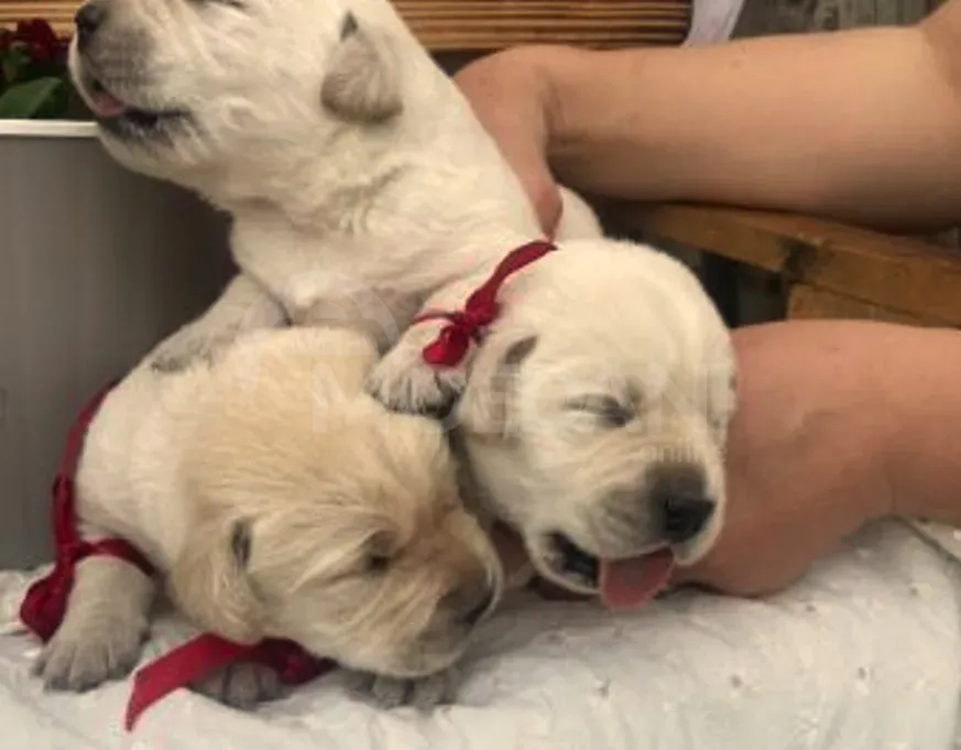 Лабрадор Тбилиси - изображение 5