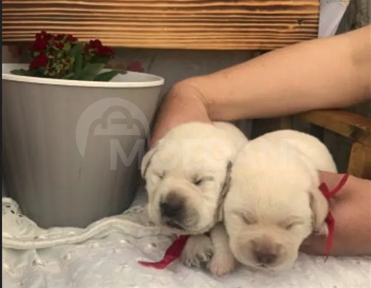 Лабрадор Тбилиси - изображение 4