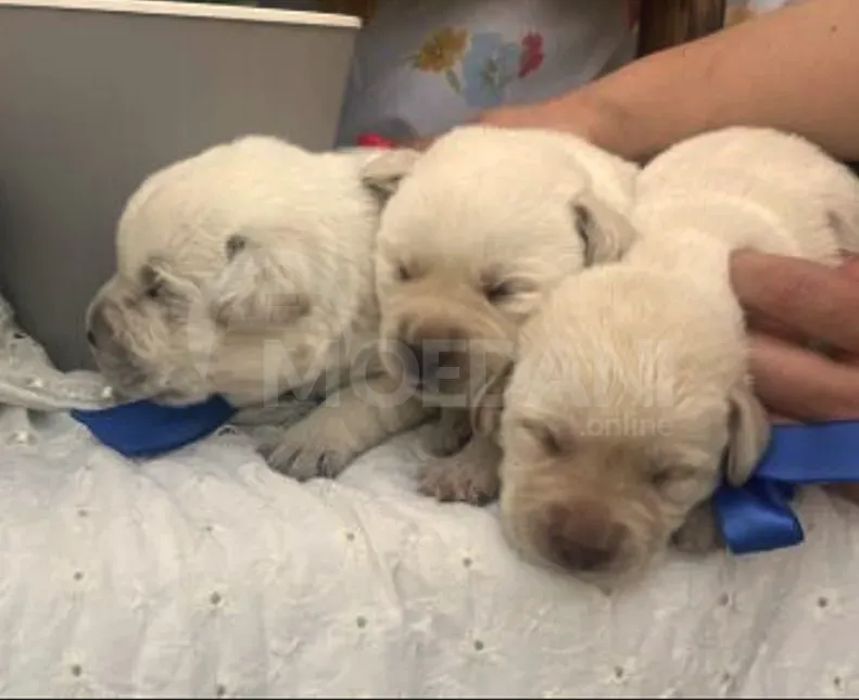 Лабрадор Тбилиси - изображение 1