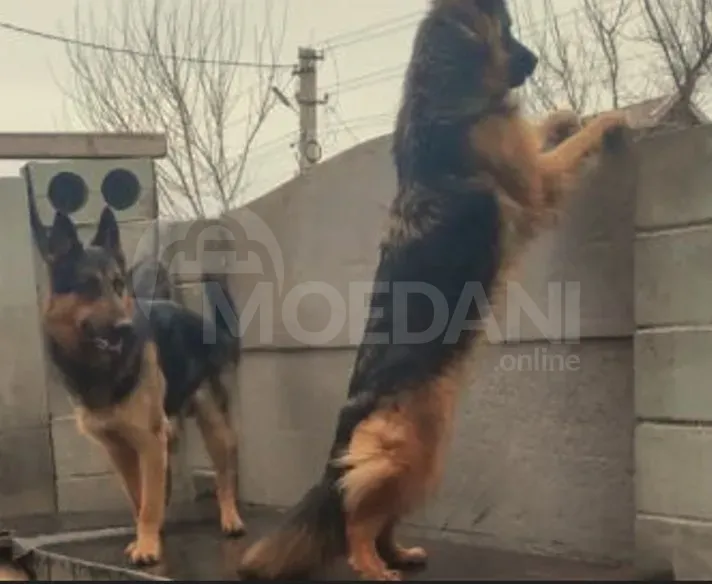 German shepherd Tbilisi - photo 1