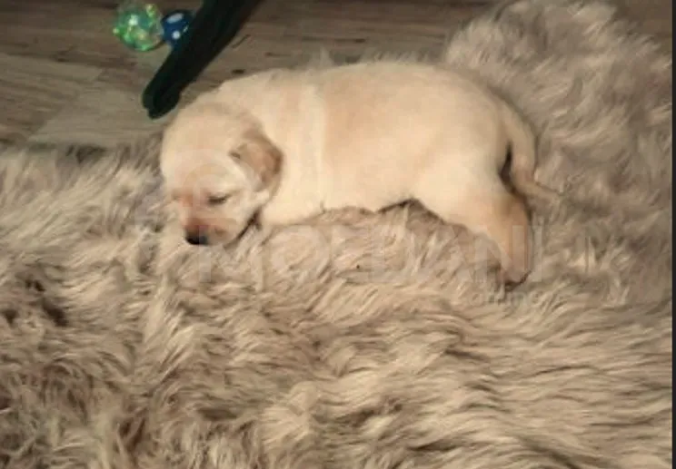 Ლაბრადორ რეტრივერი თბილისი - photo 3