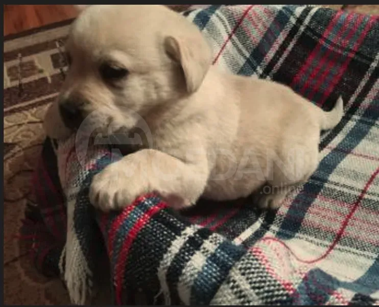 Ლაბრადორ რეტრივერი თბილისი - photo 1