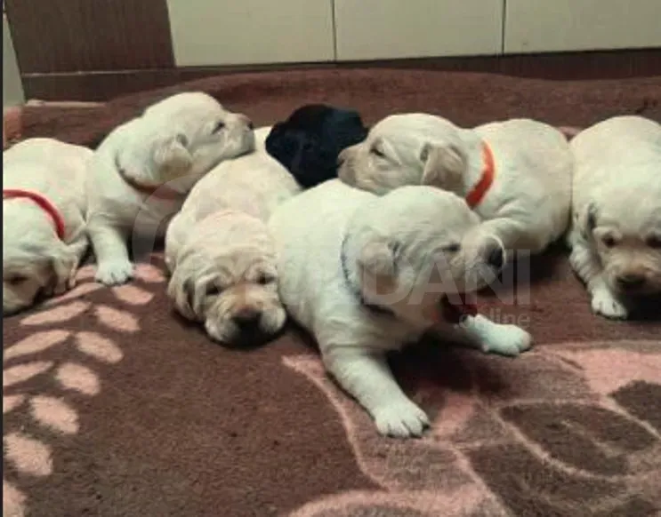 Ლაბრადორის ლეკვები თბილისი - photo 3