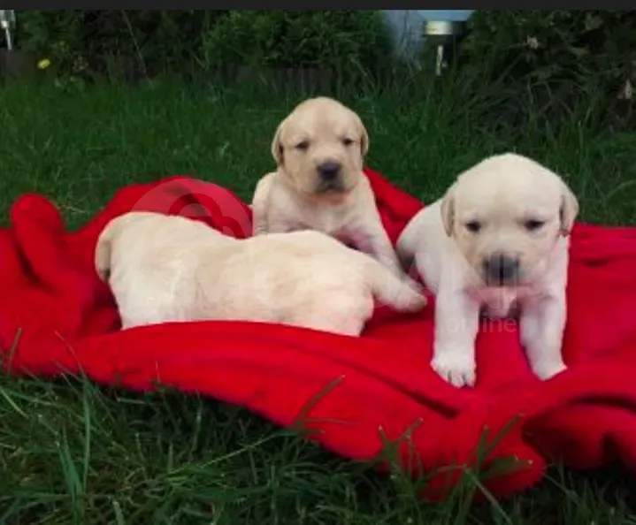 Щенки лабрадора с документами Тбилиси - изображение 2