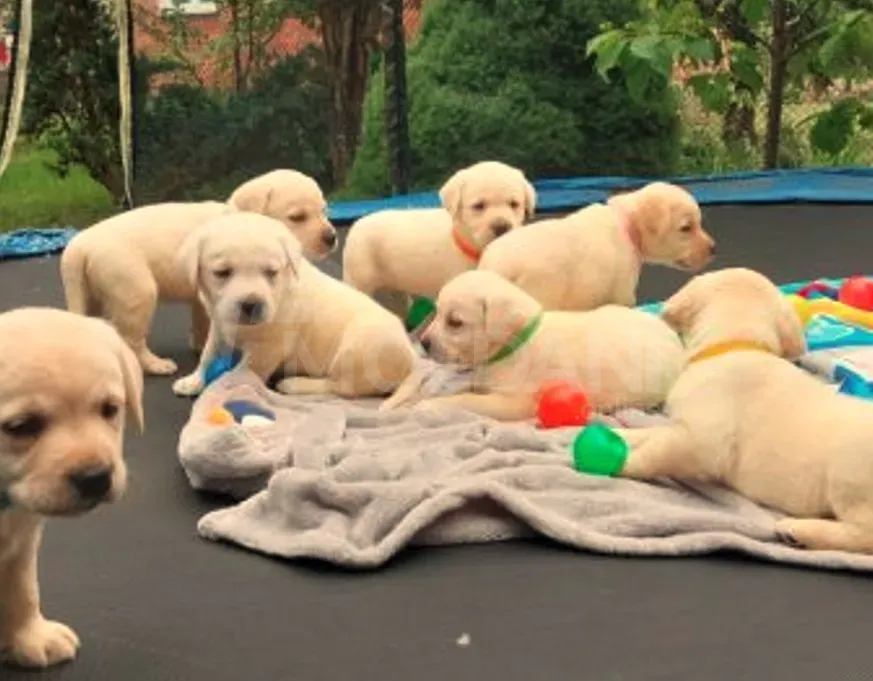 Შოუ კლასის ლაბრადორის ლეკვები თბილისი - photo 3