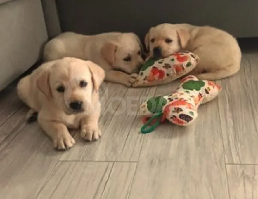 Ლეკვები ლაბრადორი თბილისი - photo 2