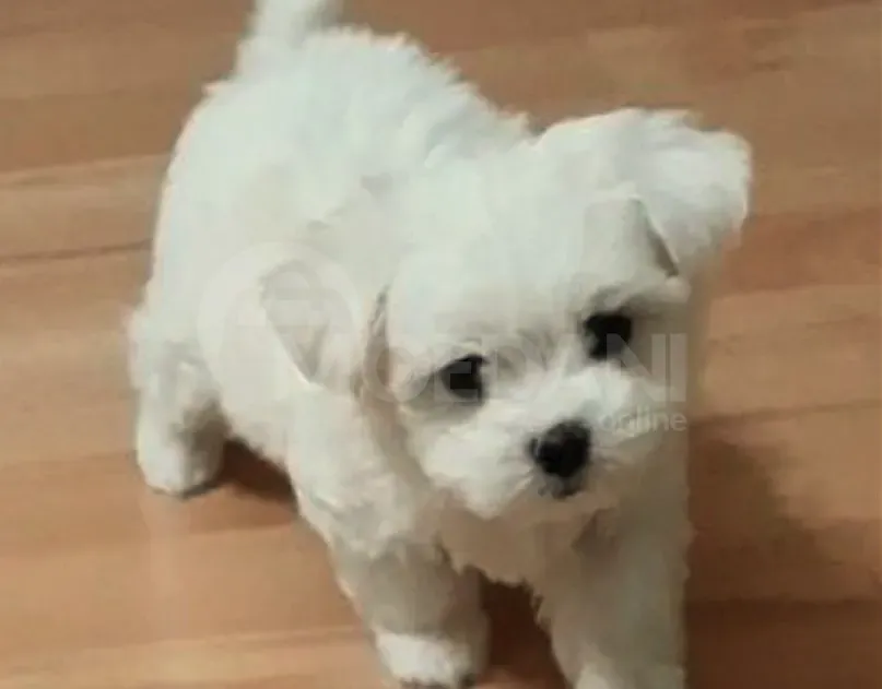 на Мальте Тбилиси - изображение 2