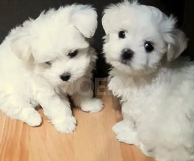 на Мальте Тбилиси - изображение 3