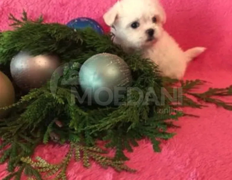 на Мальте Тбилиси - изображение 4