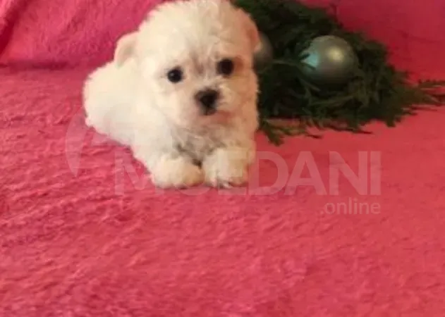 на Мальте Тбилиси - изображение 1