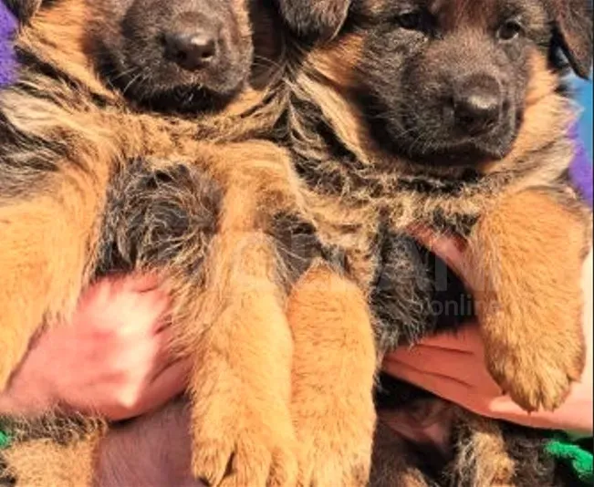German shepherd puppies Tbilisi - photo 1