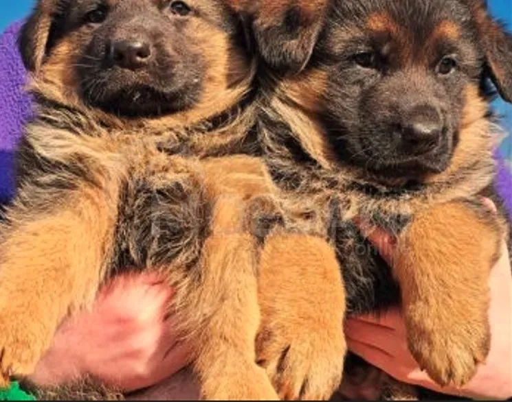 German shepherd puppies Tbilisi - photo 2