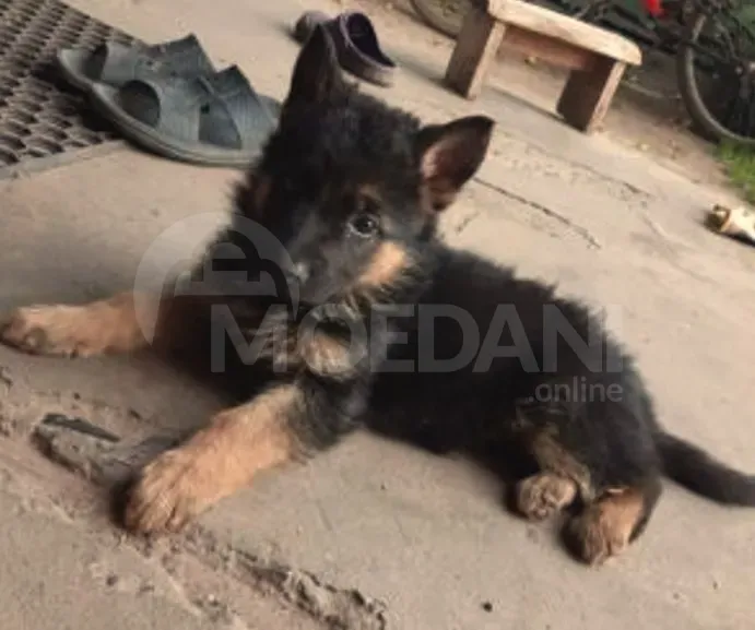 I want purebred German Shepherd puppies Tbilisi - photo 3