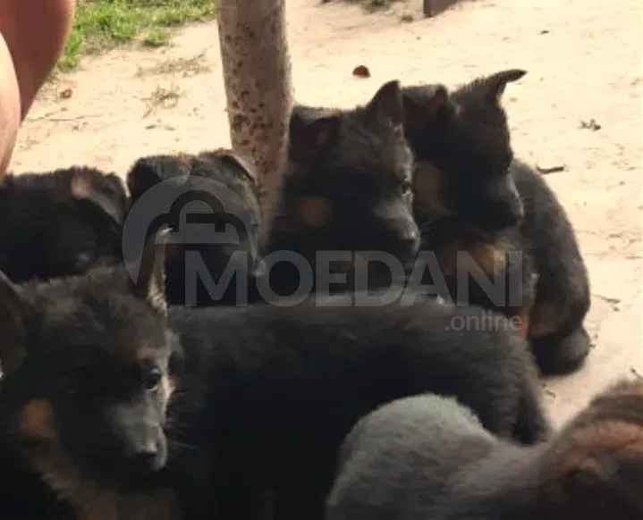 I want purebred German Shepherd puppies Tbilisi - photo 2