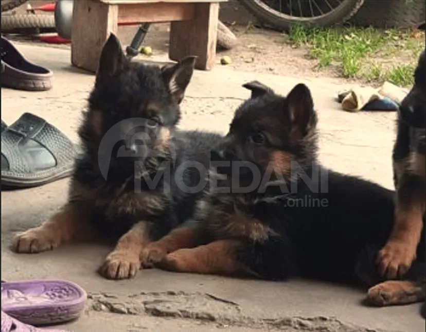 I want purebred German Shepherd puppies Tbilisi - photo 4