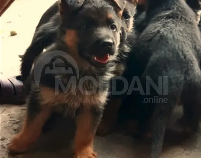 I want purebred German Shepherd puppies Tbilisi - photo 1