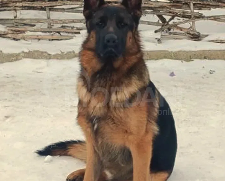 I want purebred German Shepherd puppies Tbilisi - photo 5