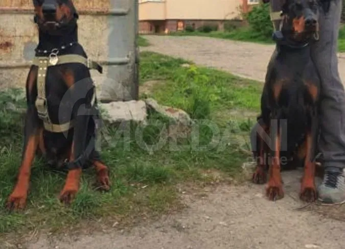 Щенки добермана выставочного уровня. Тбилиси - изображение 1