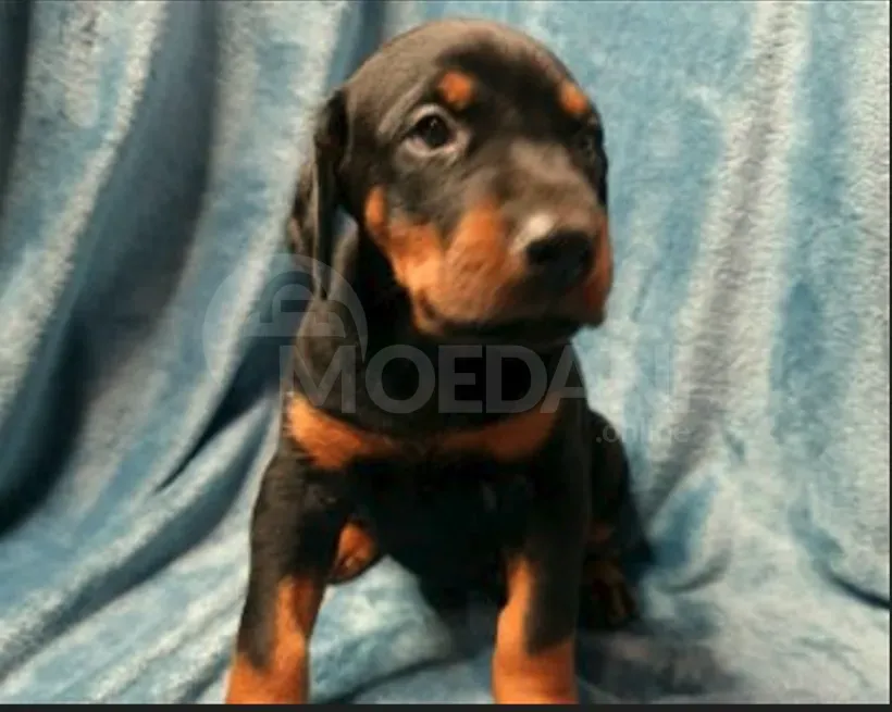 Щенки добермана выставочного уровня. Тбилиси - изображение 3