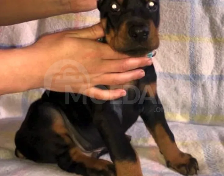 Щенки добермана выставочного уровня. Тбилиси - изображение 2