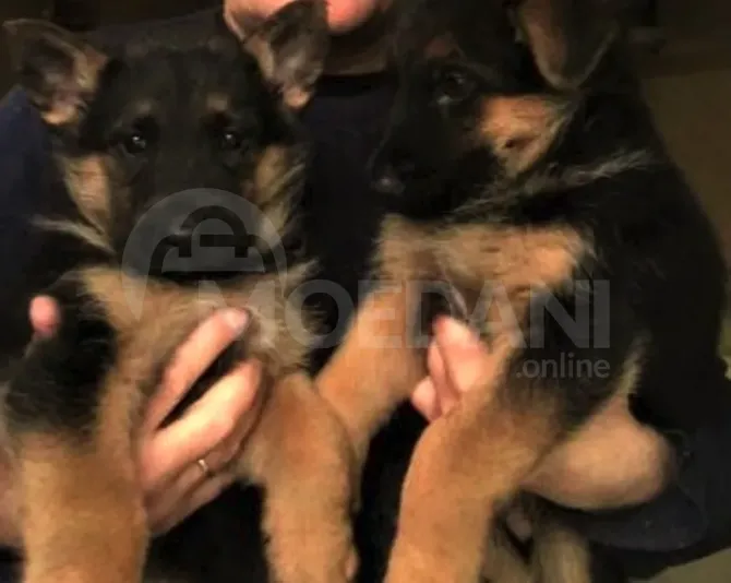 Purebred German Shepherd puppies Tbilisi - photo 1