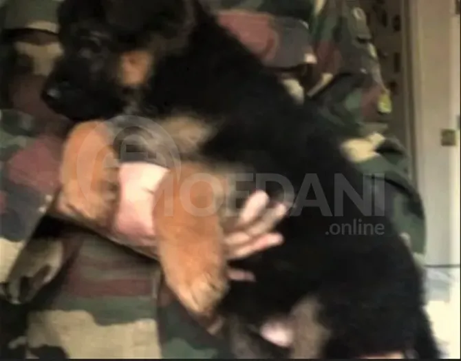 Purebred German Shepherd puppies Tbilisi - photo 4