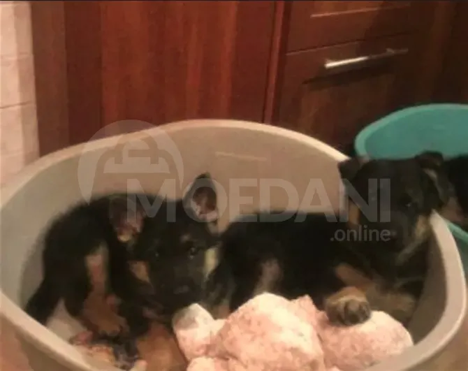 Purebred German Shepherd puppies Tbilisi - photo 2