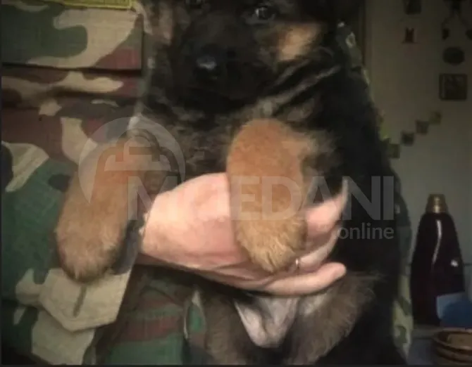 Purebred German Shepherd puppies Tbilisi - photo 5