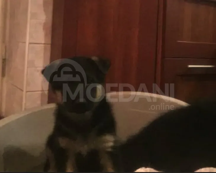 Purebred German Shepherd puppies Tbilisi - photo 3