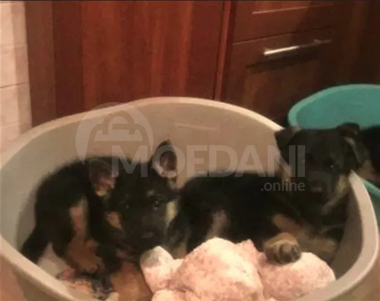 Purebred German Shepherd puppies Tbilisi - photo 2
