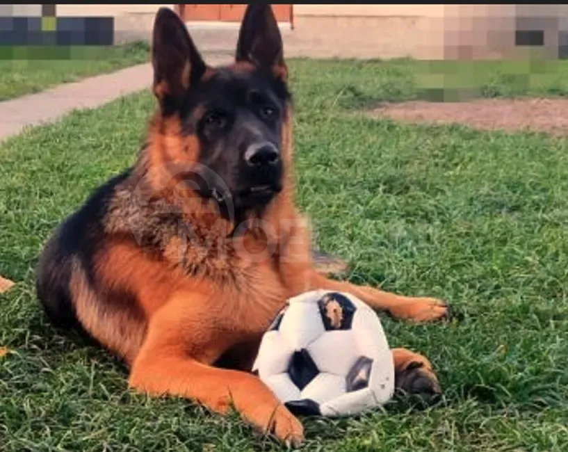 German shepherd puppies Tbilisi - photo 4