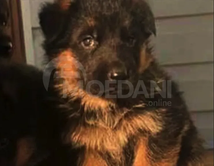 German shepherd puppies Tbilisi - photo 7