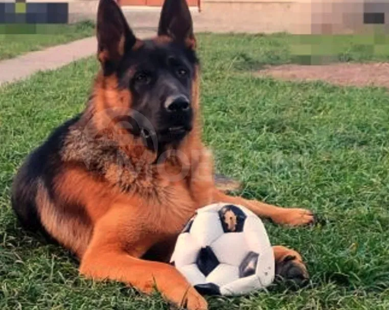 German shepherd puppies Tbilisi - photo 5