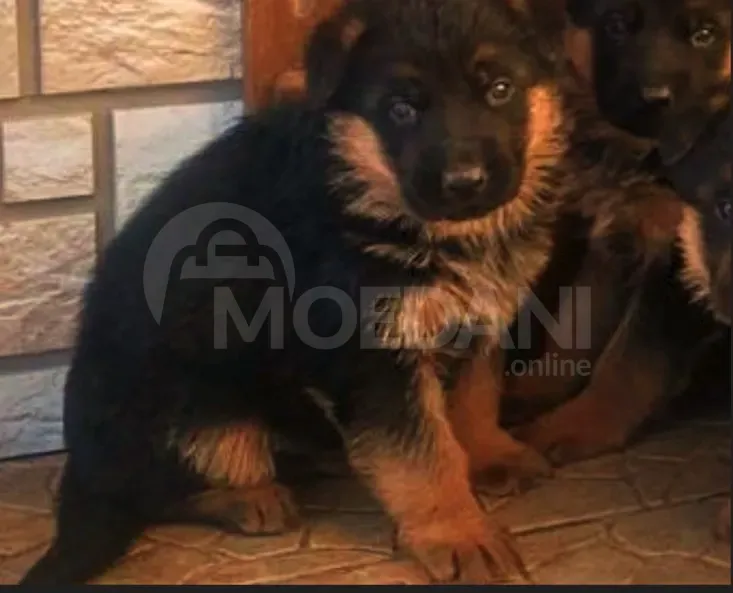 German shepherd puppies Tbilisi - photo 6