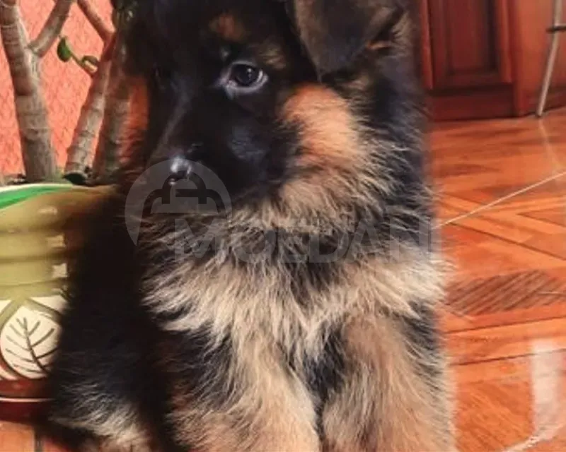 German shepherd puppies Tbilisi - photo 2