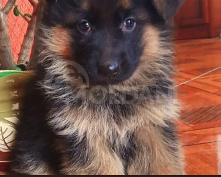 German shepherd puppies Tbilisi - photo 1