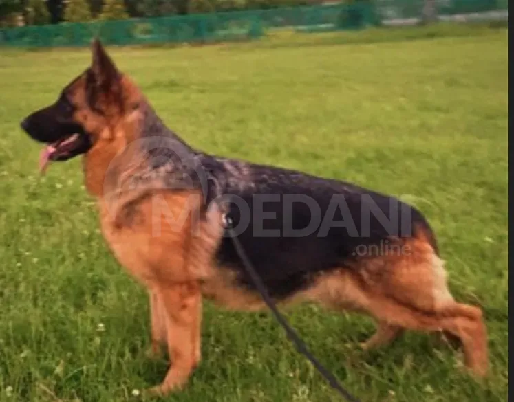 German shepherd puppies Tbilisi - photo 3