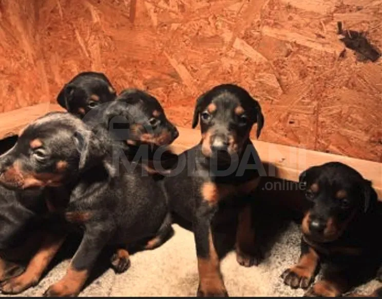 Высококлассные щенки добермана. Тбилиси - изображение 2