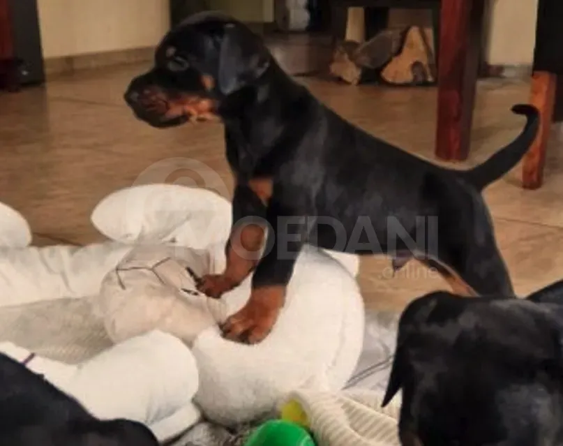 Высококлассные щенки добермана. Тбилиси - изображение 6