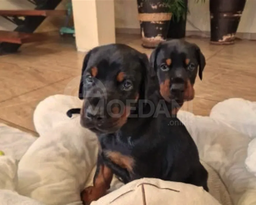 Высококлассные щенки добермана. Тбилиси - изображение 4