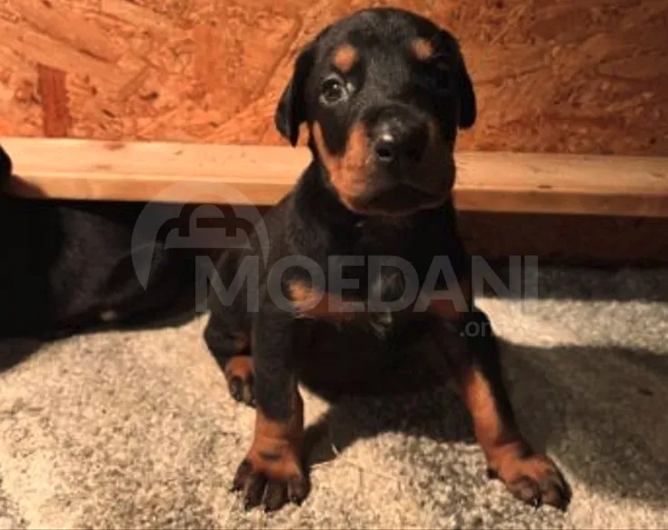 Высококлассные щенки добермана. Тбилиси - изображение 1