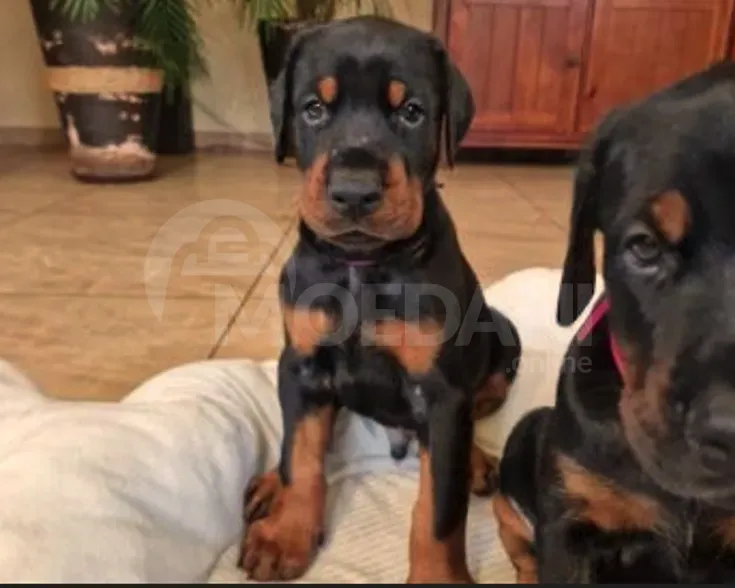 Высококлассные щенки добермана. Тбилиси - изображение 3