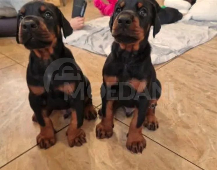 Высококлассные щенки добермана. Тбилиси - изображение 5