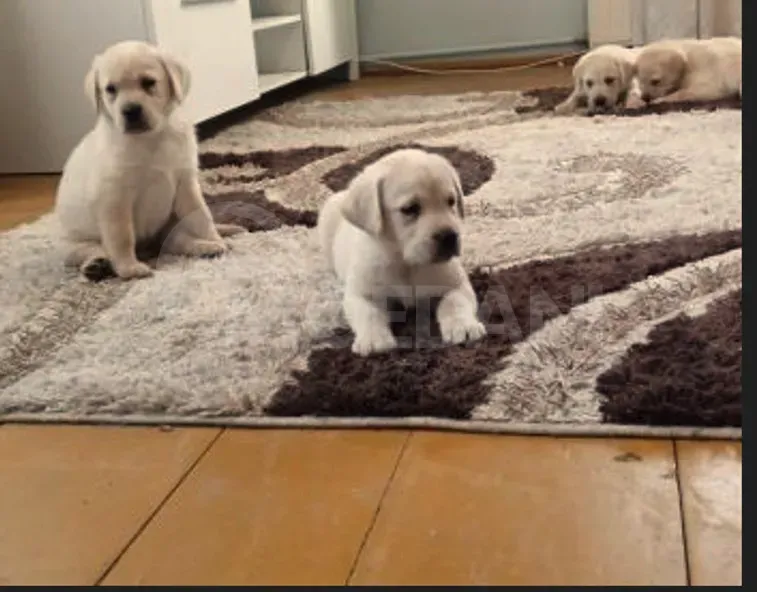 Საგამოფენო დონის ლაბრადორის ლეკვები თბილისი - photo 1