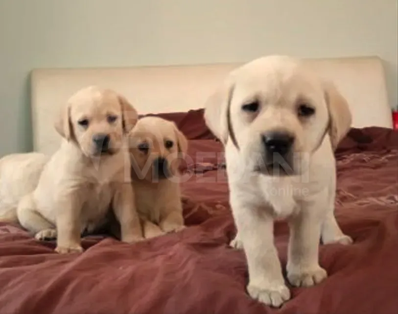 Მამა თოი პუდელი დედა მალტიპუ თბილისი - photo 4