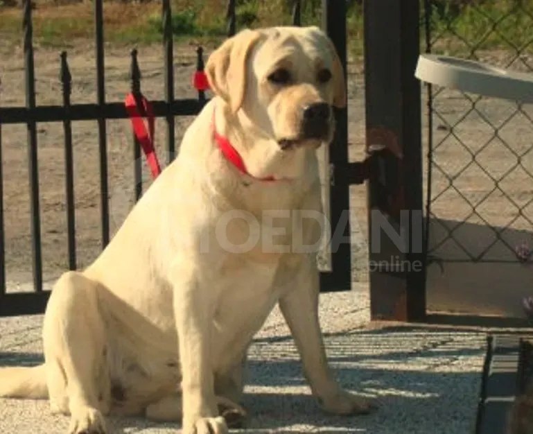 Მამა თოი პუდელი დედა მალტიპუ თბილისი - photo 5